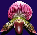 Paph Pulsar x Paph Ruby Leopard 'Flame'